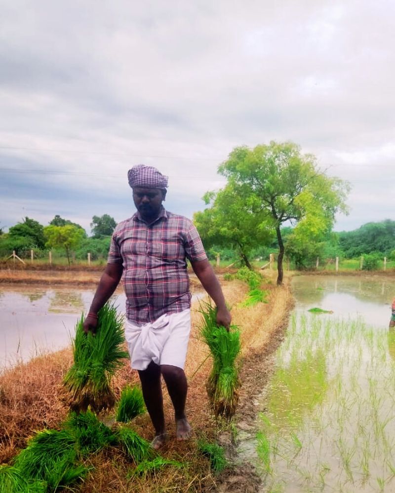 Millets wholesaler in Theni